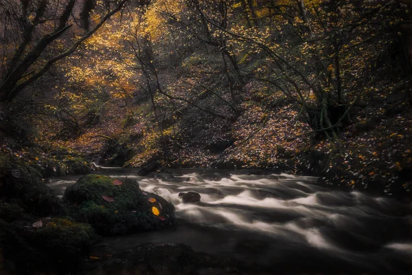 Gebirgsbach Wald — Stockfoto