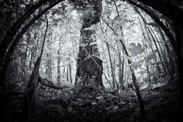 black and white photo of a scary forest