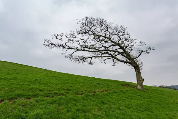 Árvore Solitária Fundo Campo — Fotografia de Stock