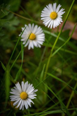 Papatya çiçekleri, yaz çiçekleri