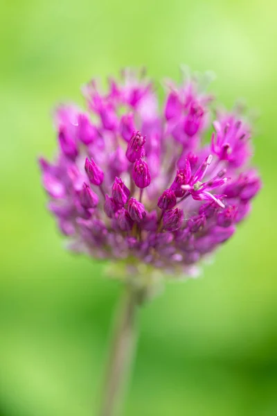 Vista Cerca Hermosa Flor Rosa Flor — Foto de Stock