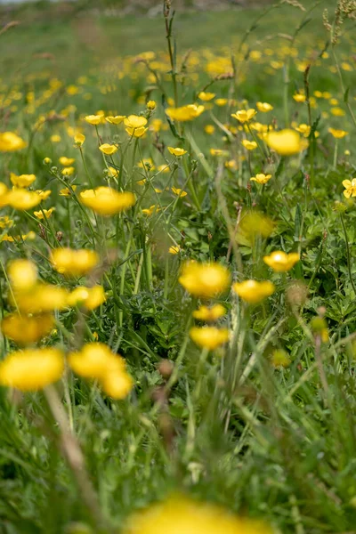 Κίτρινα Πικραλίδες Στον Κήπο — Φωτογραφία Αρχείου