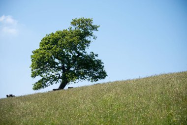 Ağaçlı ve bulutlu bir alan.