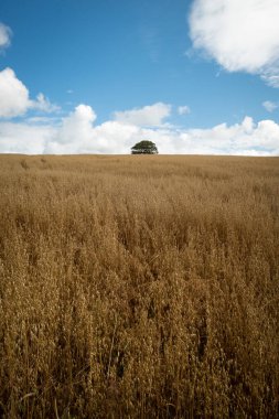Ağaçlı ve bulutlu bir alan.