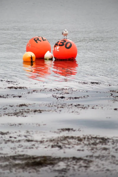 Bouée Rouge Blanche Sur Plage — Photo