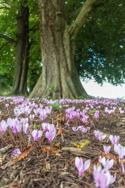 Newark Castle Gardens, Newark, Nottinghamshire, İngiltere