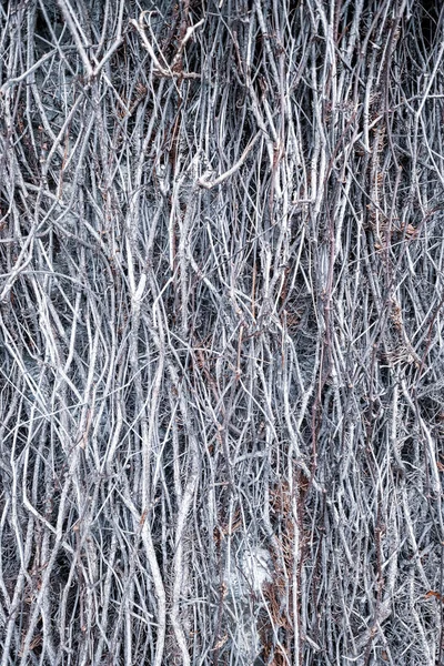 Full Frame Shot Dry Tree Branches Nature Background — 图库照片