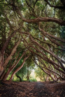 Parkta bir orman manzarası