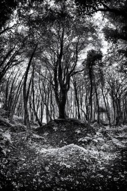 Ormanda büyüyen ağaçlar 