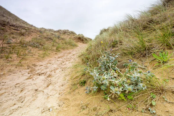 Sandstig Holywell Bay — Stockfoto