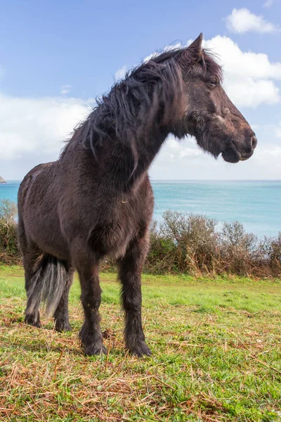 Ngiltere Cornwall Güzel Bir Otluyor — Stok fotoğraf