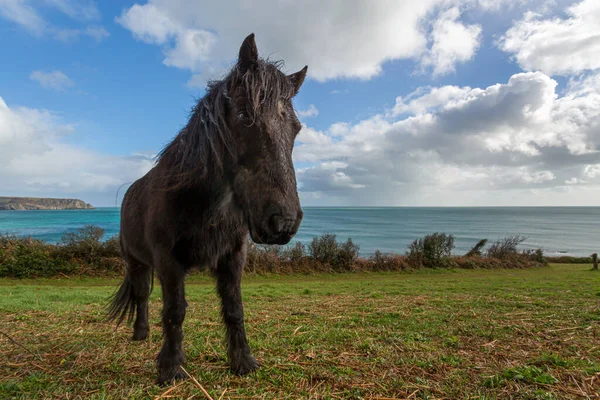 Ngiltere Cornwall Güzel Bir Otluyor — Stok fotoğraf