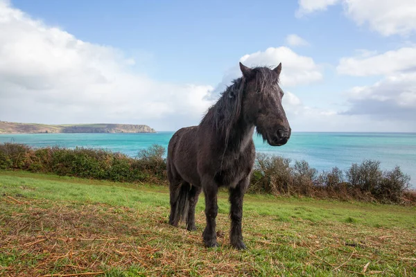 Ngiltere Cornwall Güzel Bir Otluyor — Stok fotoğraf