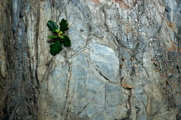 Volledig Frame Shot Van Oude Eiken Textuur Met Eikels Bladeren — Stockfoto