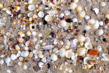 bir kumdaki deniz kabuklarının arkaplanı