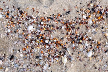 deniz kabukları arka plan, doku, kum, plaj