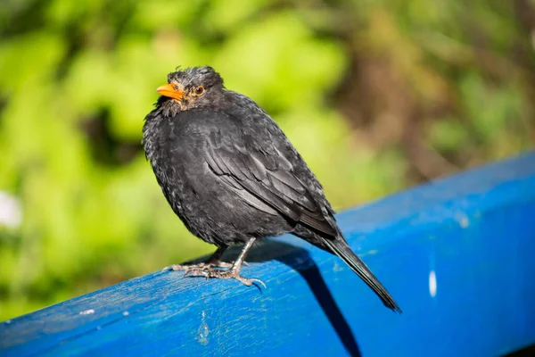 Vogel Sitzt Auf Dem Zaun — Stockfoto