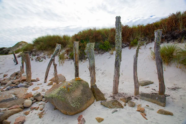 Tresco 옥수수 England Isles Scilly — 스톡 사진