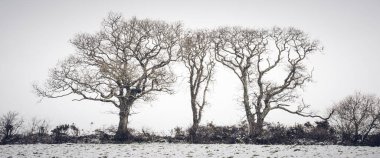 Ağaçlar ve karla kaplı kış manzarası