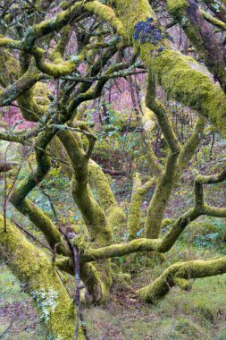 Ormanın güzel manzarası