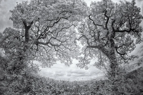 Opname Van Een Boom Het Bos — Stockfoto