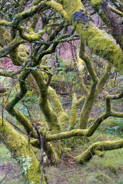Ormanın güzel manzarası