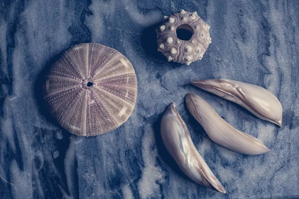 Nahaufnahme Von Seeigeln Mehrfarbigen Muscheln — Stockfoto