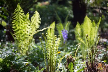 yeşil eğreltiotu yaprakları bahçede