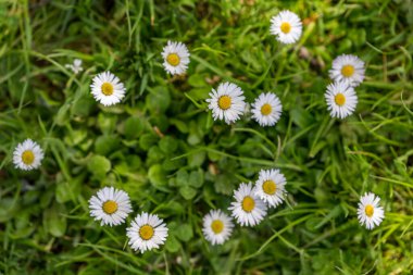 Çimlerde beyaz papatyalar  