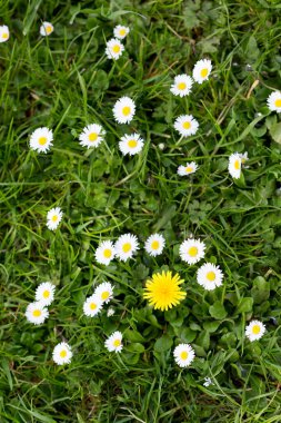 Bahçedeki güzel beyaz papatya çiçekleri