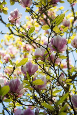 Çiçek açan manolya ağacı, yakın çekim