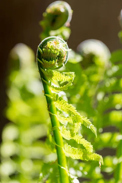 Zielone Liście Paproci Ogrodzie — Zdjęcie stockowe
