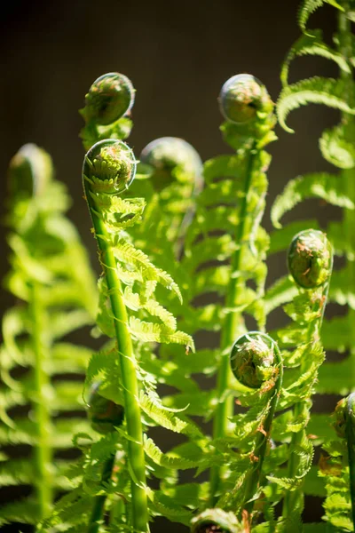 Zielone Liście Paproci Ogrodzie — Zdjęcie stockowe