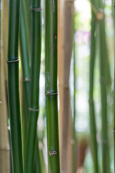 Gaj Bambusowy Lesie — Zdjęcie stockowe