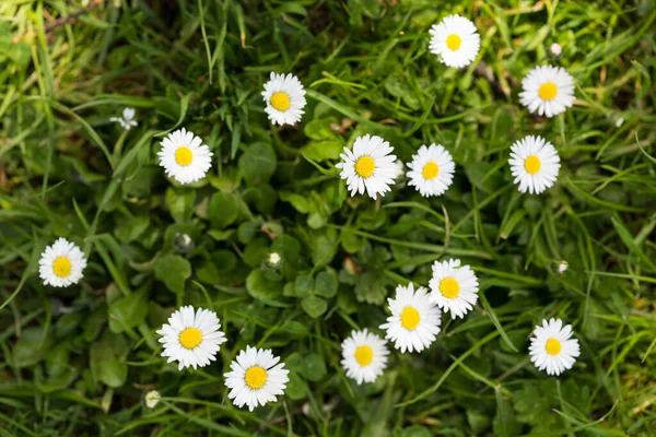 Witte Madeliefjes Het Gras — Stockfoto