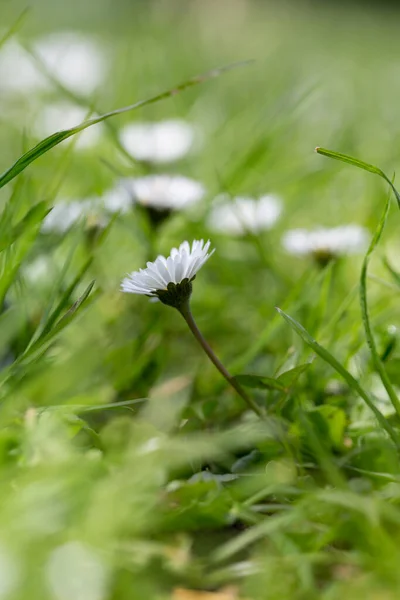 Witte Madeliefjes Het Gras — Stockfoto