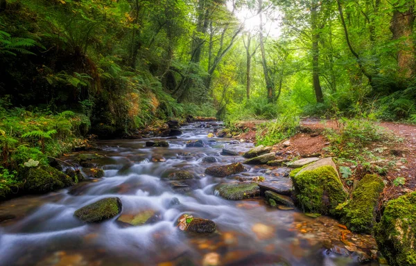 Schöne Aussicht Auf Einen Fluss Der Durch Den Grünen Wald — Stockfoto