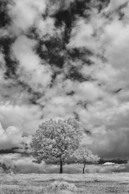 Tarlada ağaçlar olan güzel bir manzara. 
