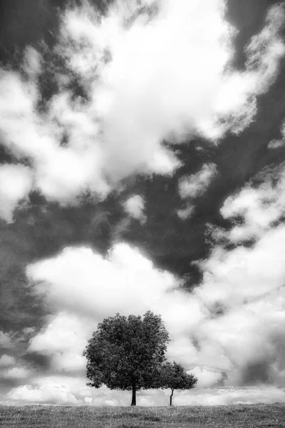 Bellissimo Paesaggio Con Alberi Campo — Foto Stock