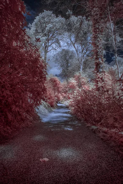 Belle Vue Sur Forêt — Photo