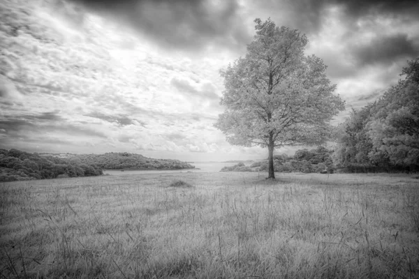 Prachtig Landschap Met Bomen Het Veld — Stockfoto