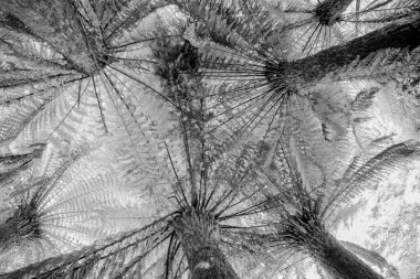 Ormandaki eğreltiotu yapraklarının siyah beyaz fotoğrafı