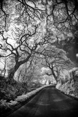 Parktaki güzel yol manzarası