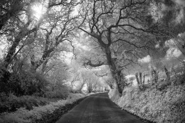 Parktaki güzel yol manzarası