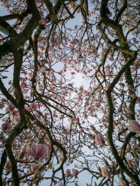 Parktaki manolya ağacı