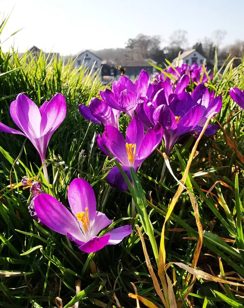 Hermosas Flores Cocodrilo Púrpura Jardín — Foto de Stock