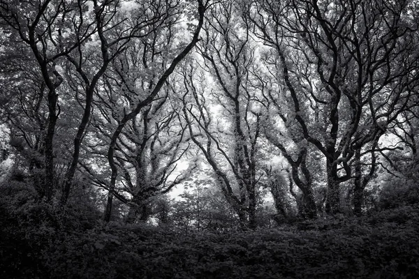 Black White Photo Trees Forest — Stock Photo, Image