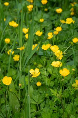 Bahçedeki sarı çiçekler