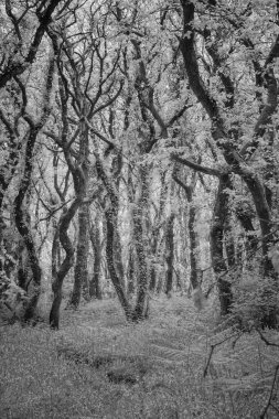 Bluebell ahşap Cornwall, İngiltere, İngiltere