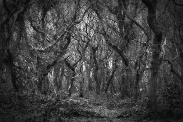 Czarno Białe Zdjęcie Drzew Lesie — Zdjęcie stockowe